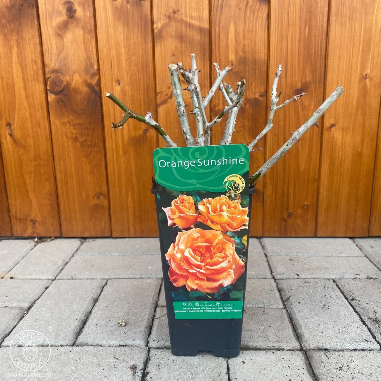 Obrázok Ruža mnohokvetá (Rosa floribunda) 'ORANGE SUNSHINE' - výška 10-20 cm, kont. P11